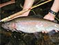 �f�J�j�W
